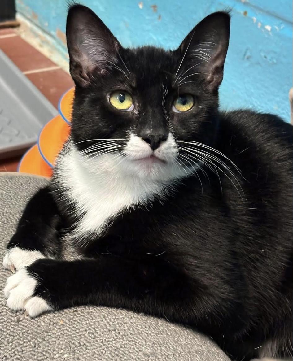 Cobbler, a Adoptable Domestic Short Hair in Long Beach, NY image 4/6