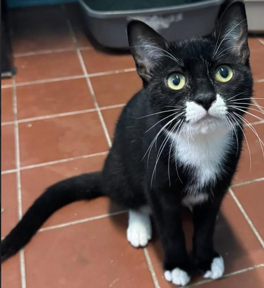 Cobbler, Adoptable, Young Male Domestic Short Hair.