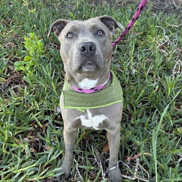 Cindy Lou, Adoptable, Adult Female Pit Bull Terrier.