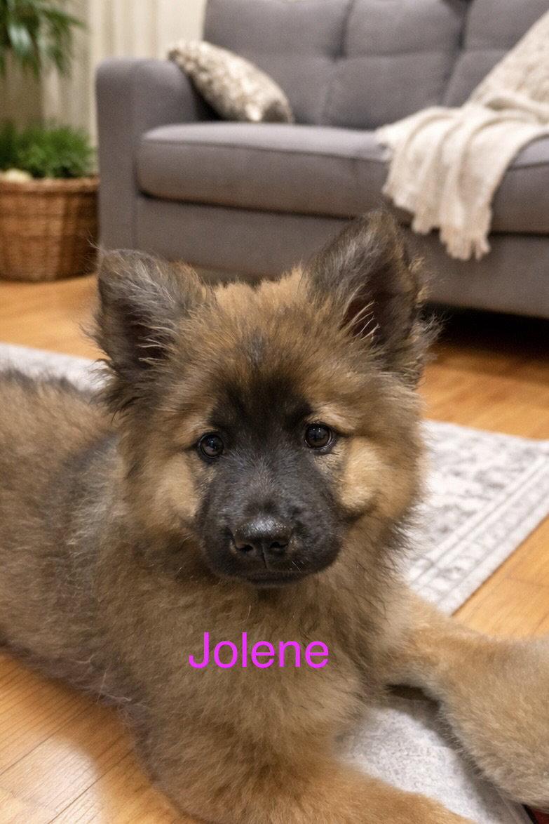 Jolene, Adopted, Young Female Chow Chow & Shepherd.