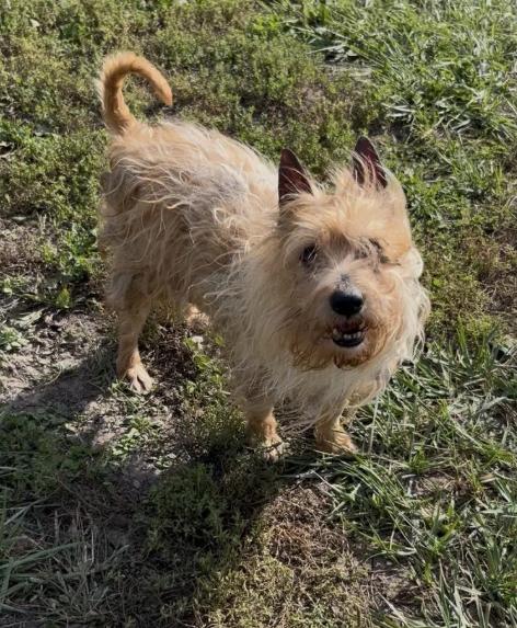 Dax, Adoptable, Adult Male Yorkshire Terrier & Terrier.