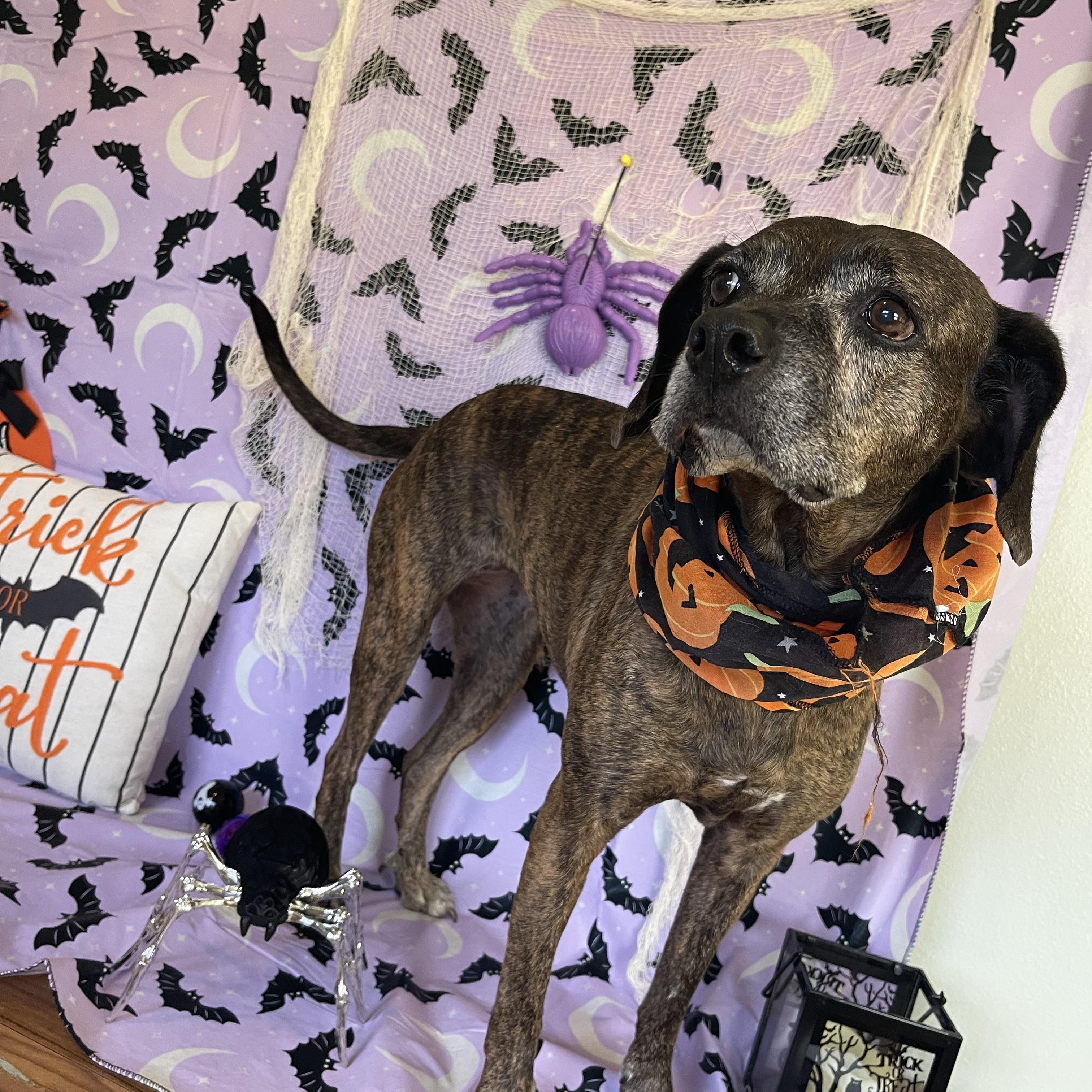 Enlarge Clementine, a Adoptable mixed breed in Sebring, FL image 3/6
