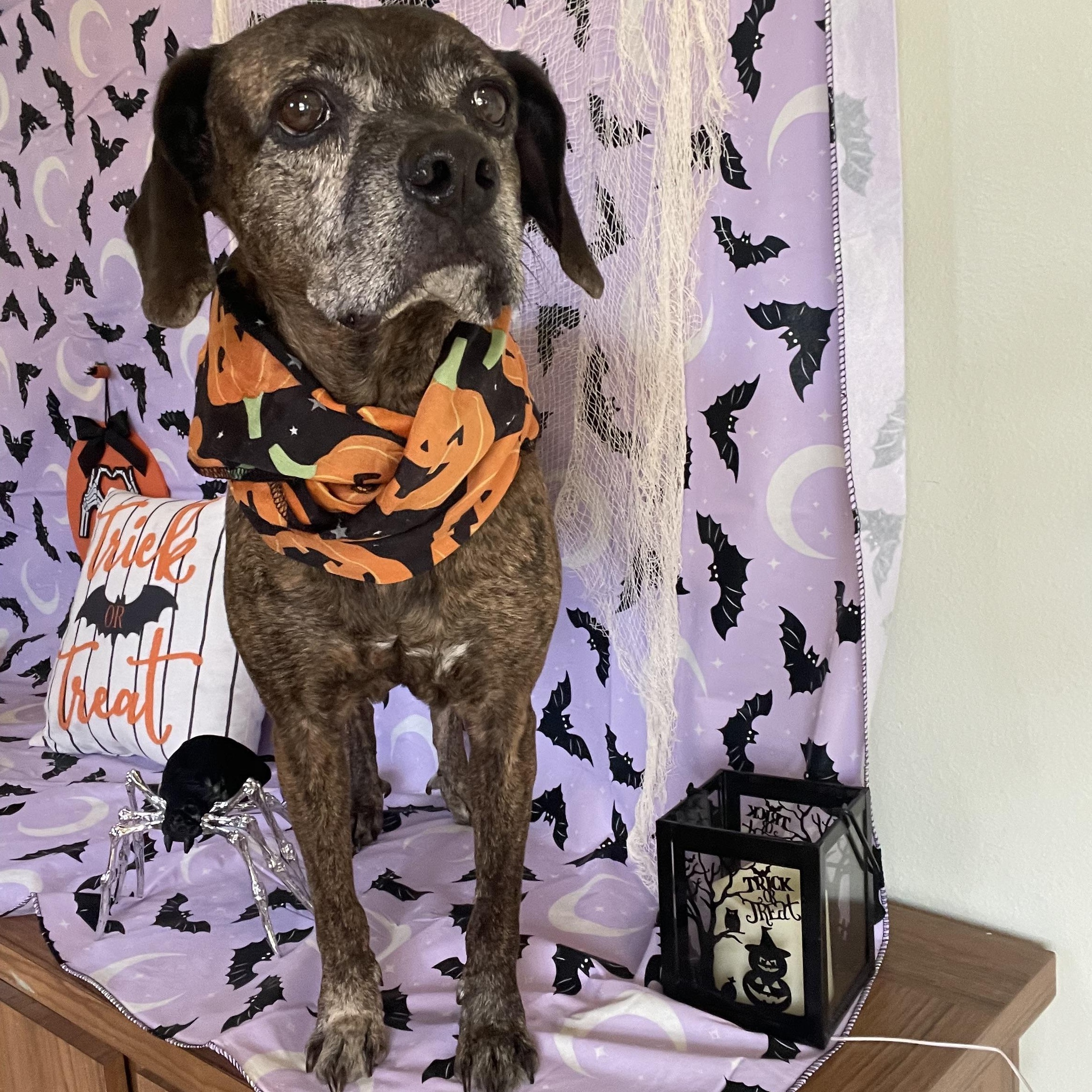 Enlarge Clementine, a Adoptable mixed breed in Sebring, FL image 2/6