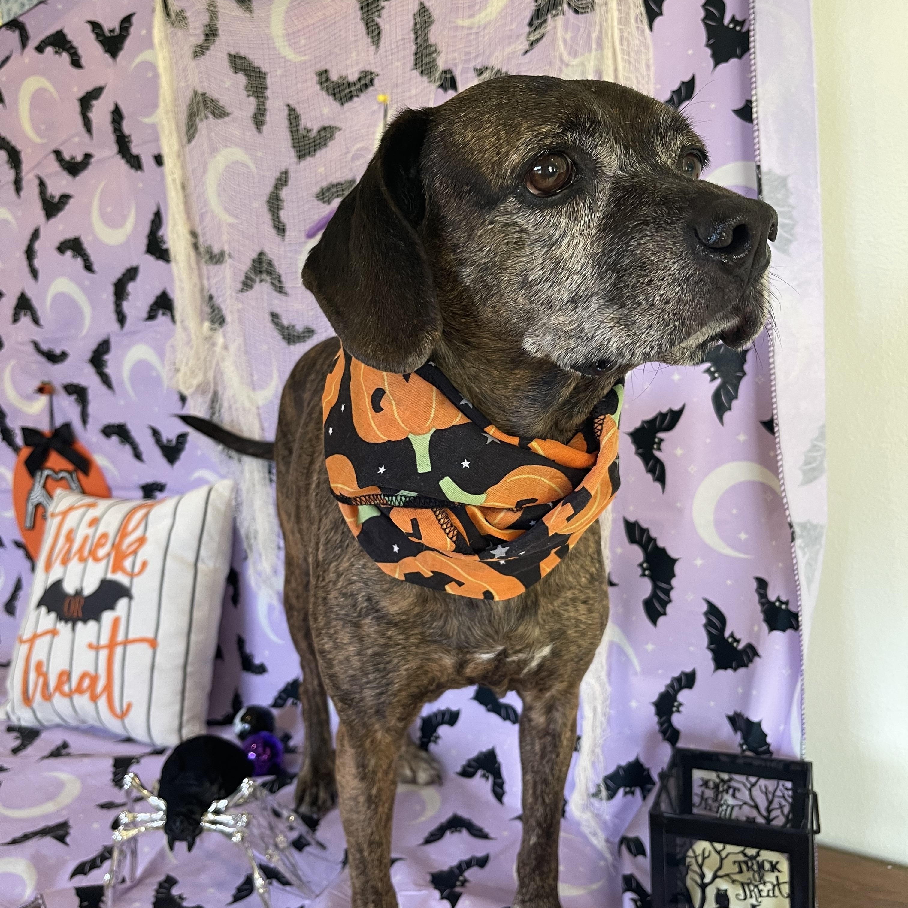 Enlarge Clementine, a Adoptable mixed breed in Sebring, FL image 6/6