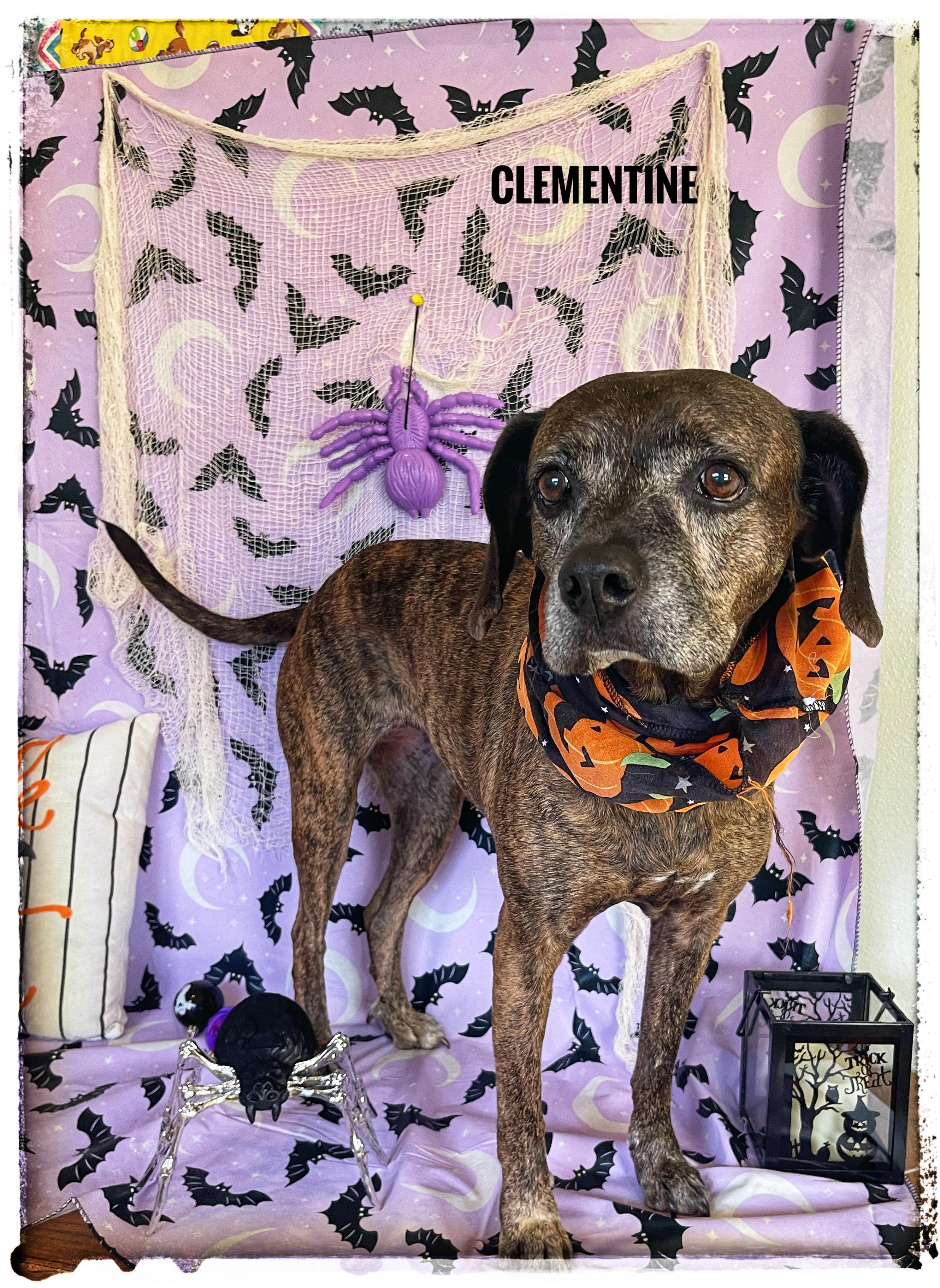 Enlarge Clementine, a Adoptable mixed breed in Sebring, FL image 1/6