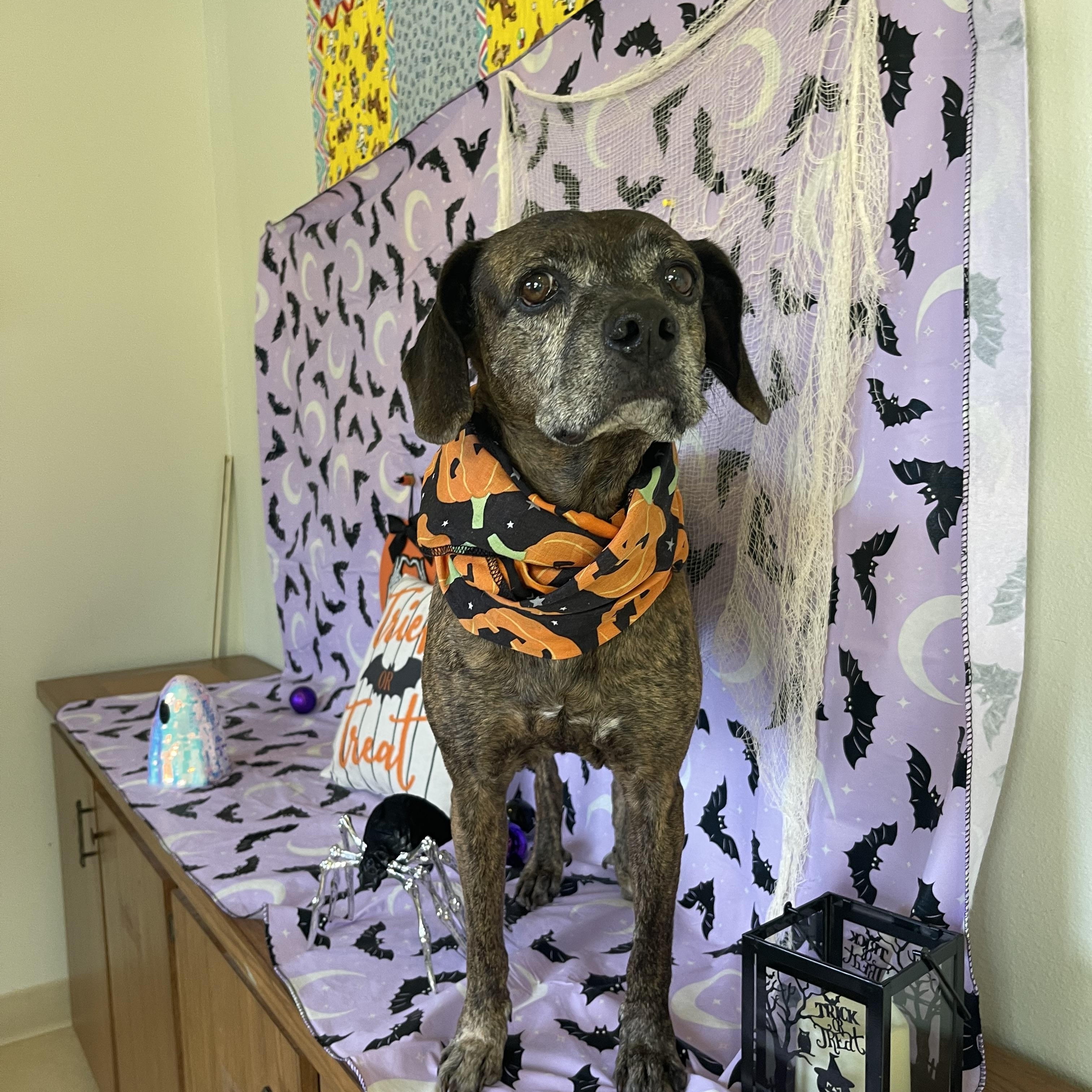 Enlarge Clementine, a Adoptable mixed breed in Sebring, FL image 5/6