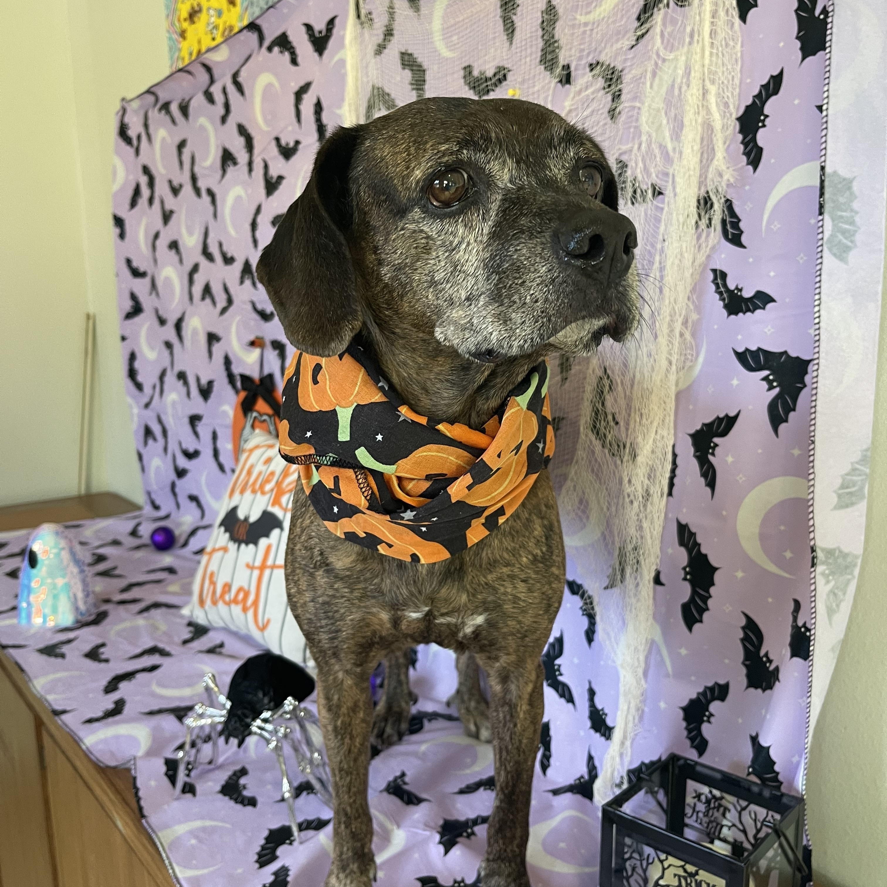 Enlarge Clementine, a Adoptable mixed breed in Sebring, FL image 4/6
