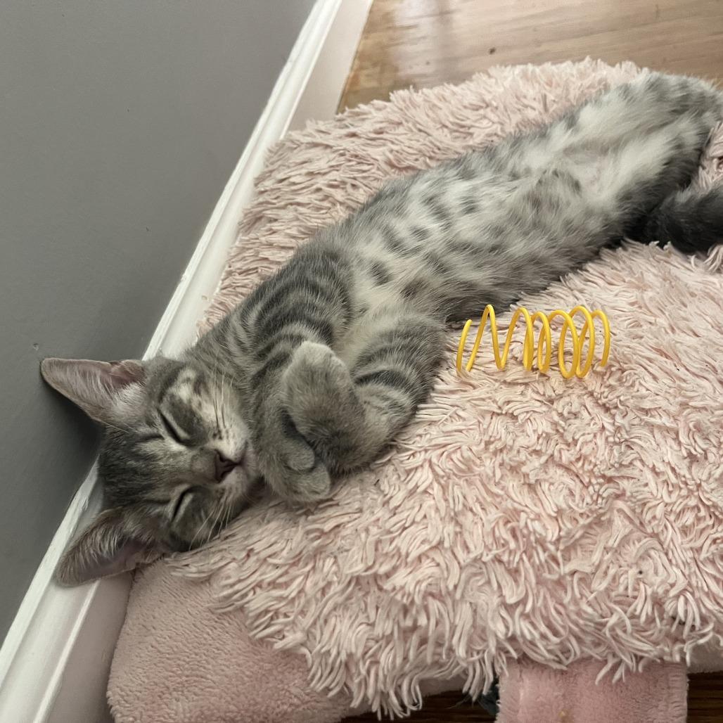 Enlarge Gala 2026, a Adoptable Domestic Short Hair in Bensalem, PA image 3/3