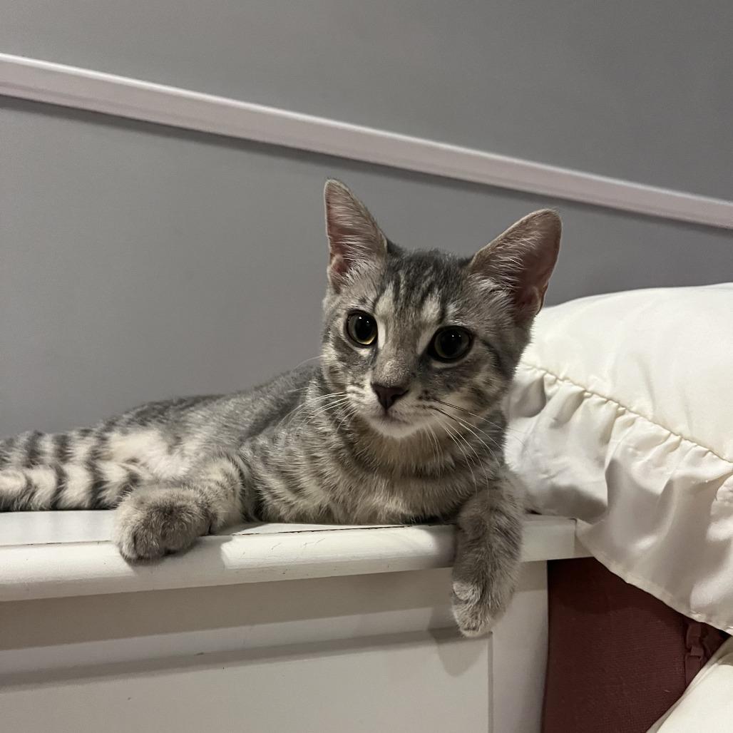 Gala 2026, Adoptable, Kitten Female Domestic Short Hair.
