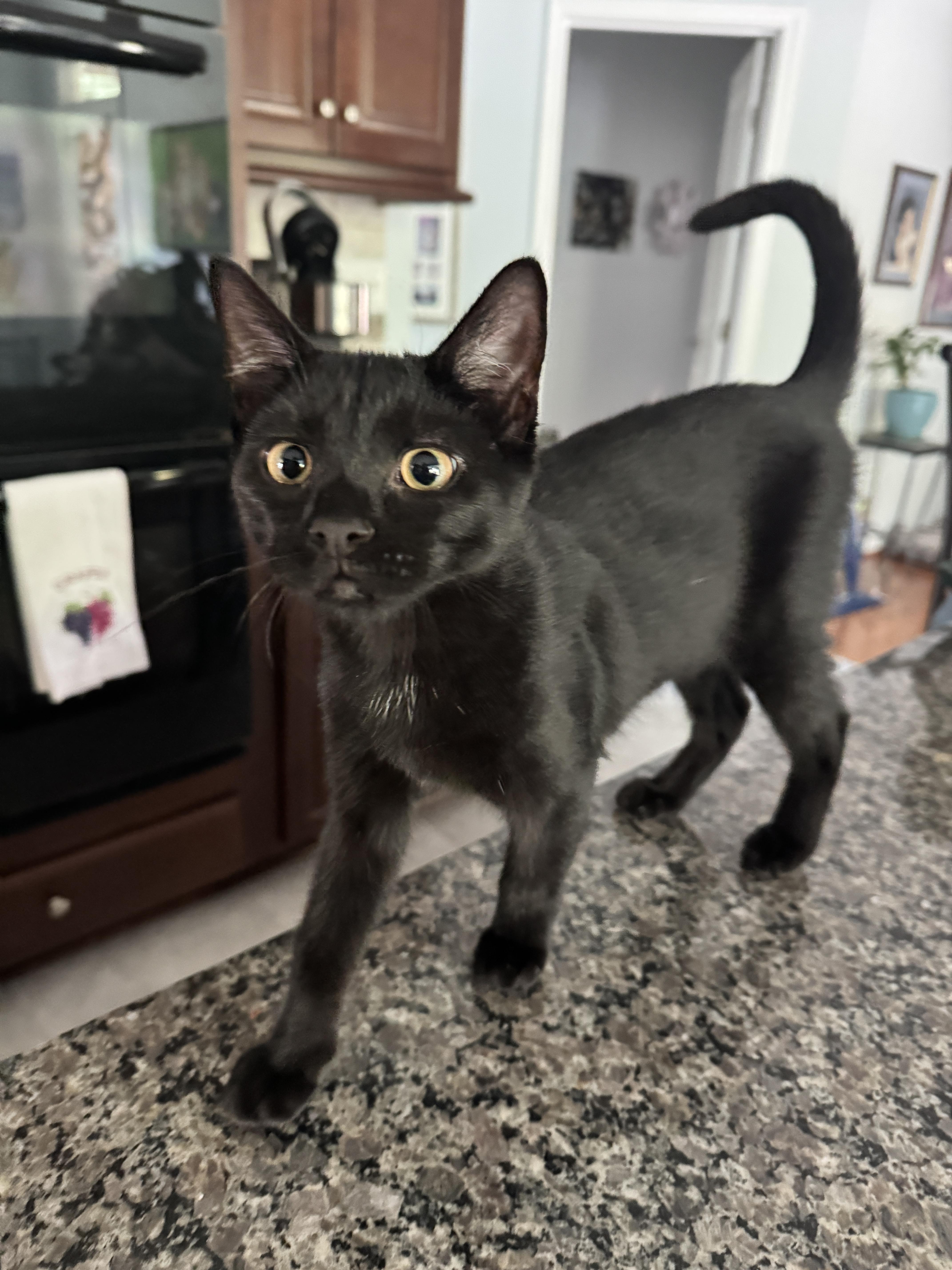 Banjo, Adoptable, Young Male Domestic Short Hair.