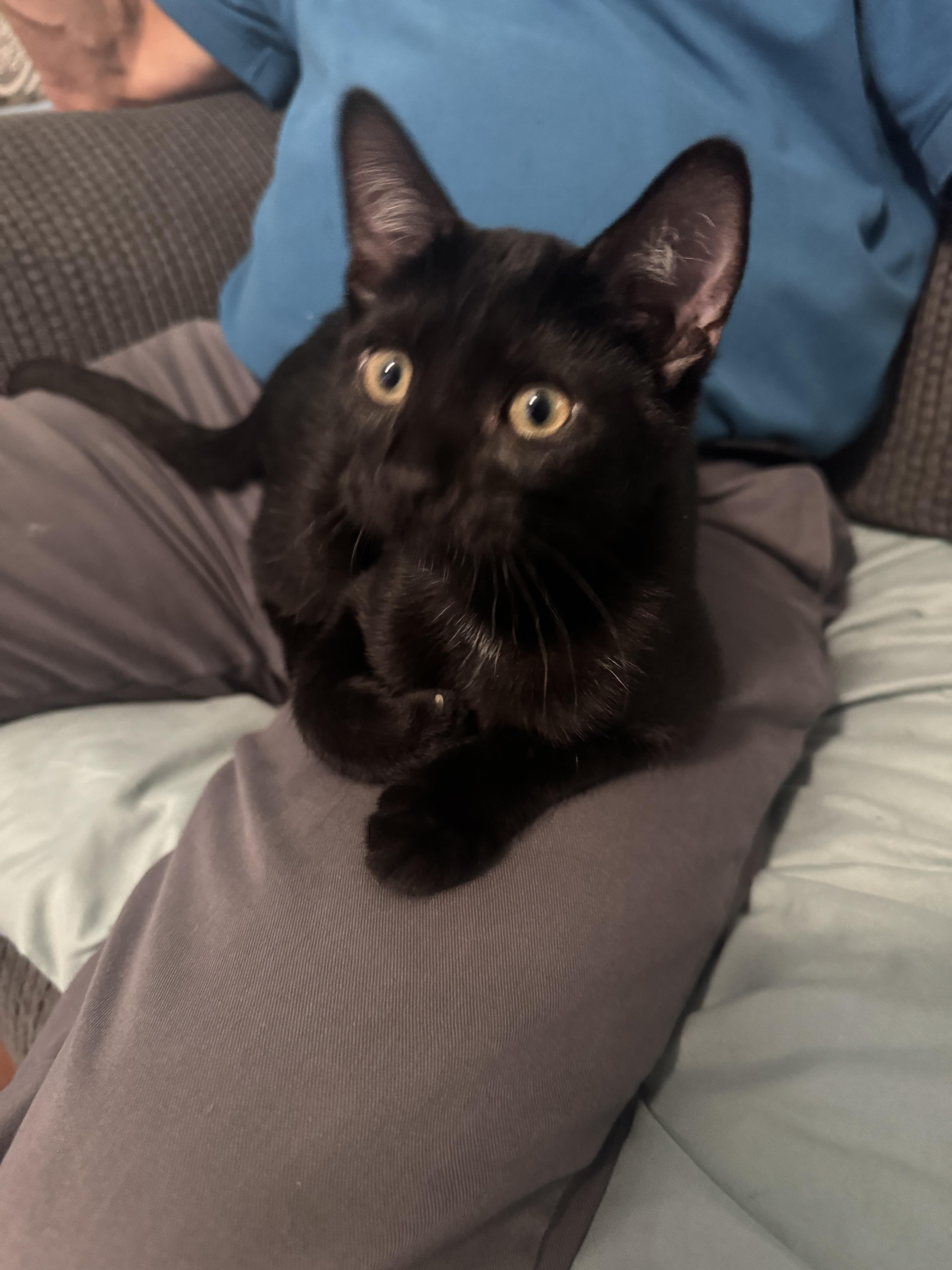 Enlarge Banjo, a Adoptable Domestic Short Hair in Bethel Park, PA image 2/6
