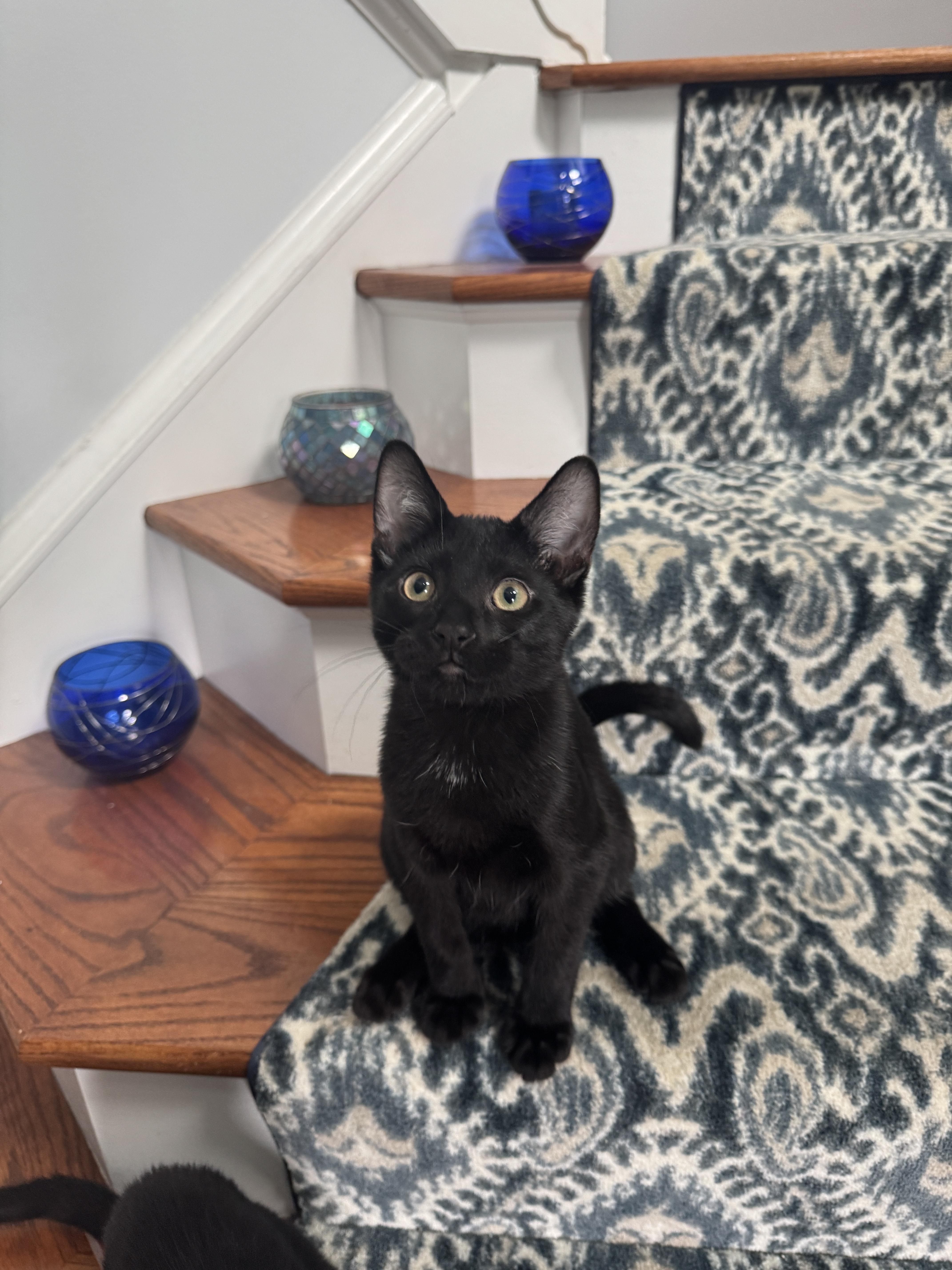 Enlarge Banjo, a Adoptable Domestic Short Hair in Bethel Park, PA image 3/6
