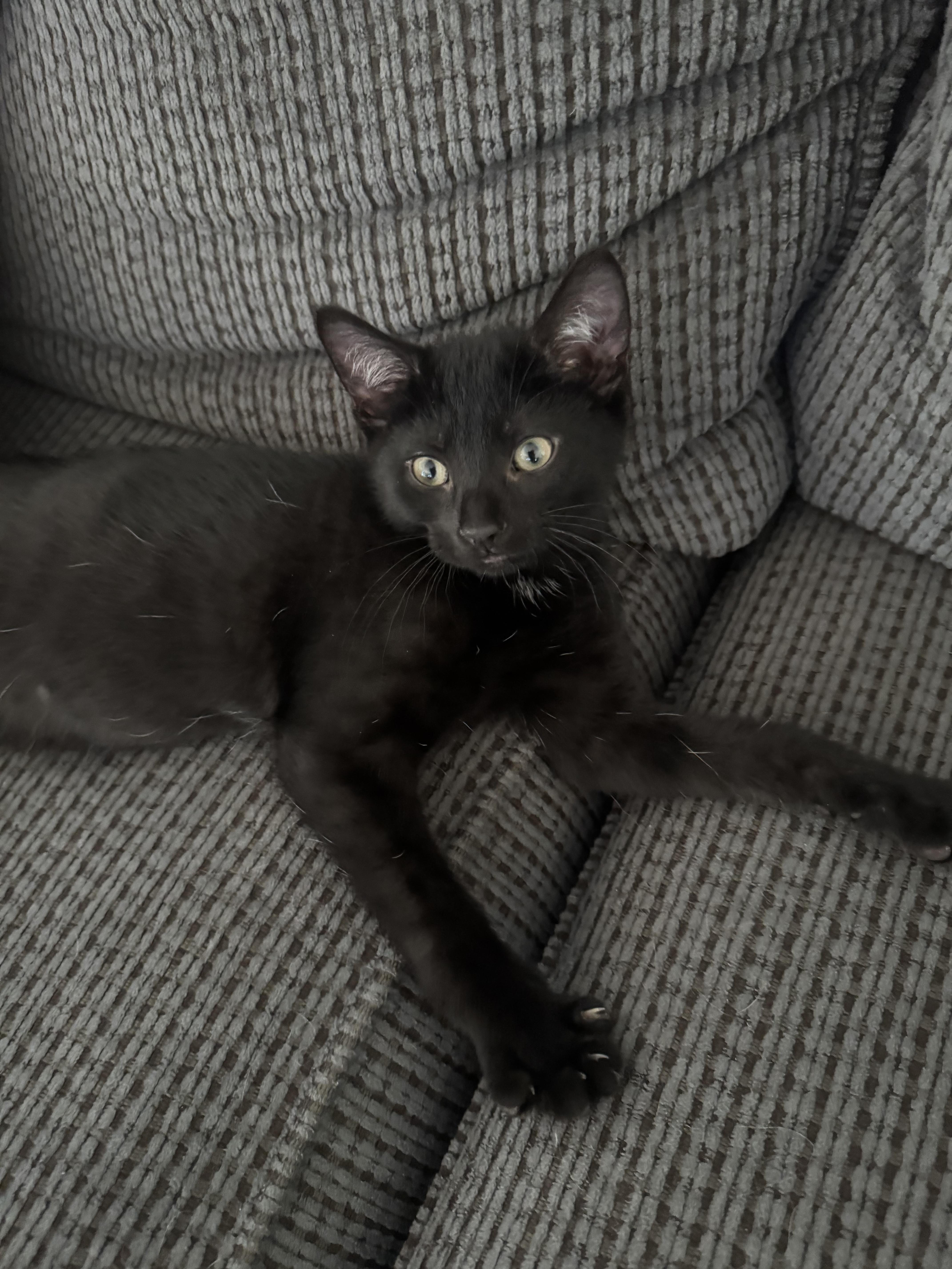 Enlarge Banjo, a Adoptable Domestic Short Hair in Bethel Park, PA image 4/6
