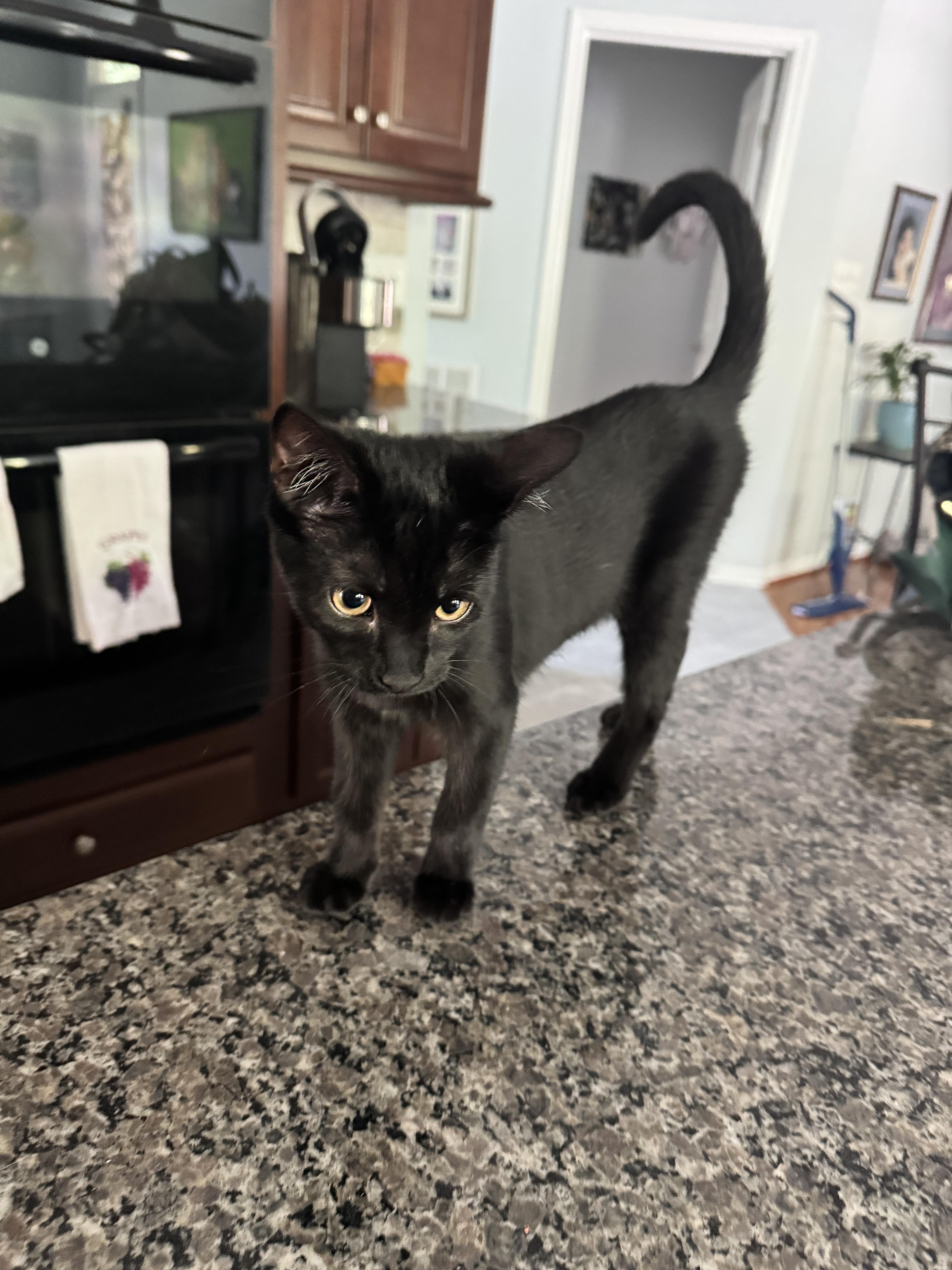 Enlarge Banjo, a Adoptable Domestic Short Hair in Bethel Park, PA image 5/6