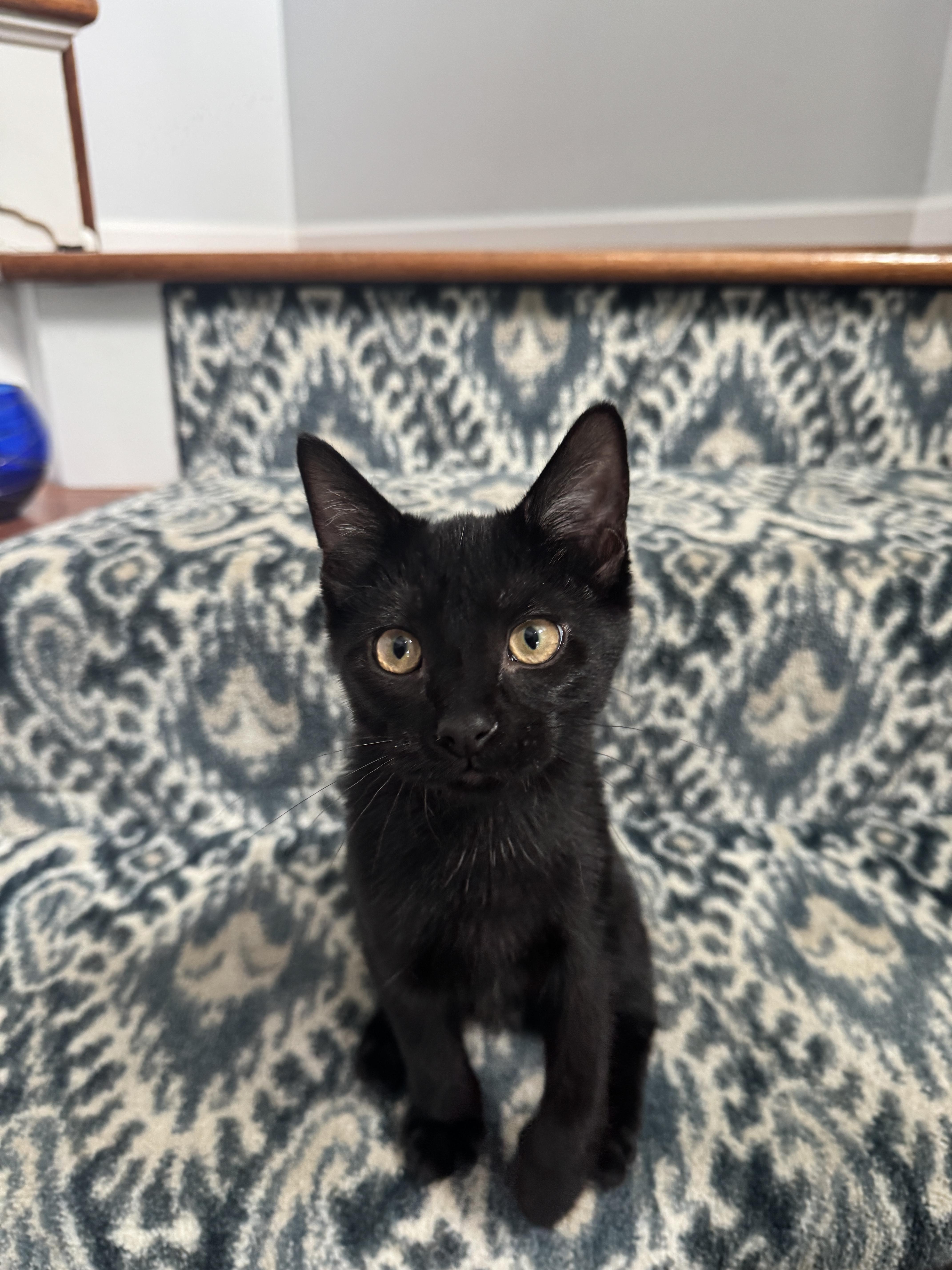Enlarge Banjo, a Adoptable Domestic Short Hair in Bethel Park, PA image 6/6
