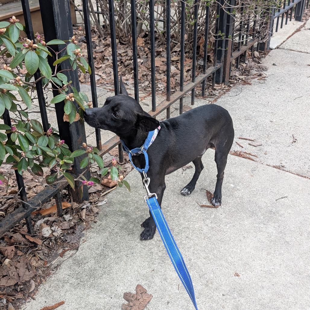 Enlarge Raisin, a Adoptable Chihuahua in Chicago, IL image 1/6