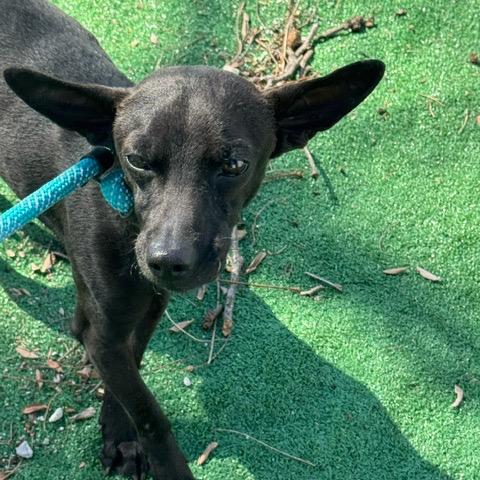 Enlarge Raisin, a Adoptable Chihuahua in Chicago, IL image 2/6