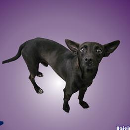 Enlarge Raisin, a Adoptable Chihuahua in Chicago, IL image 3/6