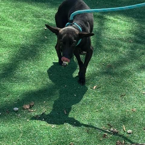 Enlarge Raisin, a Adoptable Chihuahua in Chicago, IL image 4/6