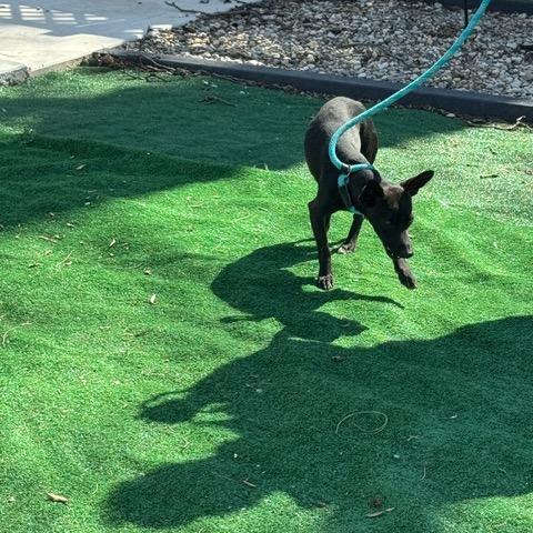 Enlarge Raisin, a Adoptable Chihuahua in Chicago, IL image 5/6