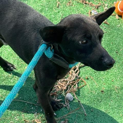 Enlarge Raisin, a Adoptable Chihuahua in Chicago, IL image 6/6