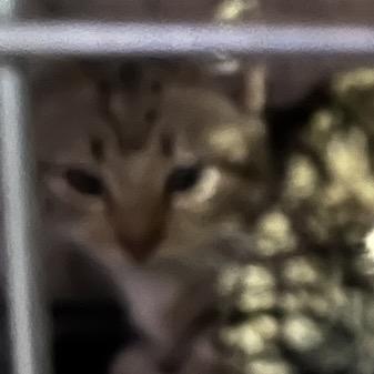 Enlarge Brink, a Adoptable Domestic Short Hair in Henderson, NV image 1/2