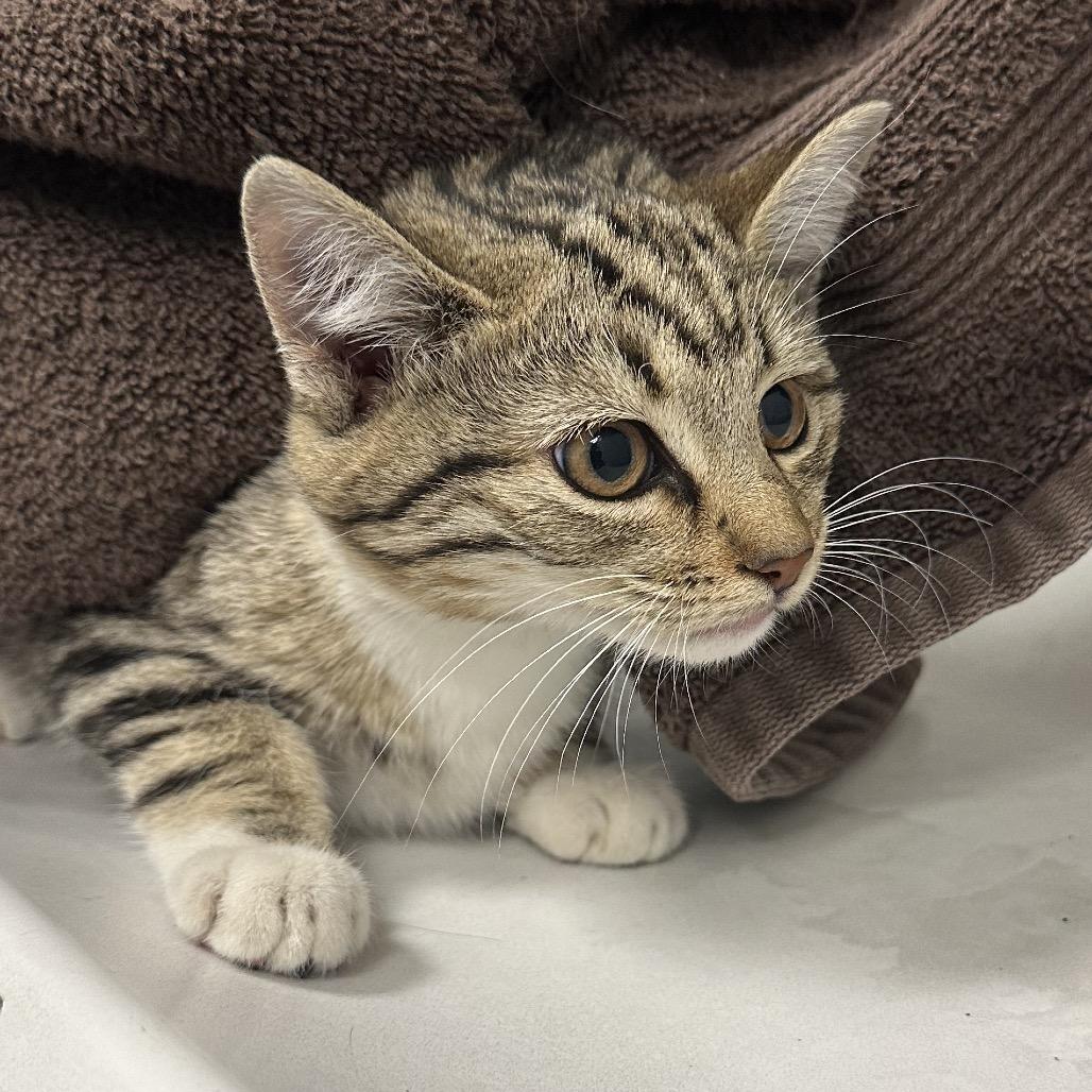 Enlarge Brink, a Adoptable Domestic Short Hair in Henderson, NV image 2/2