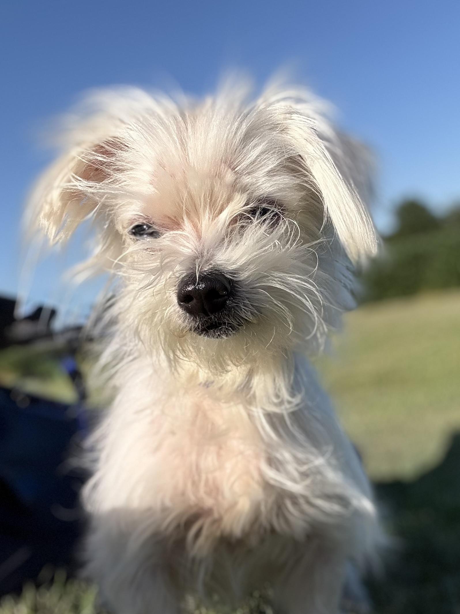 Toby, an adoptable Maltipoo in Brazil, IN, 47834 | Photo Image 2