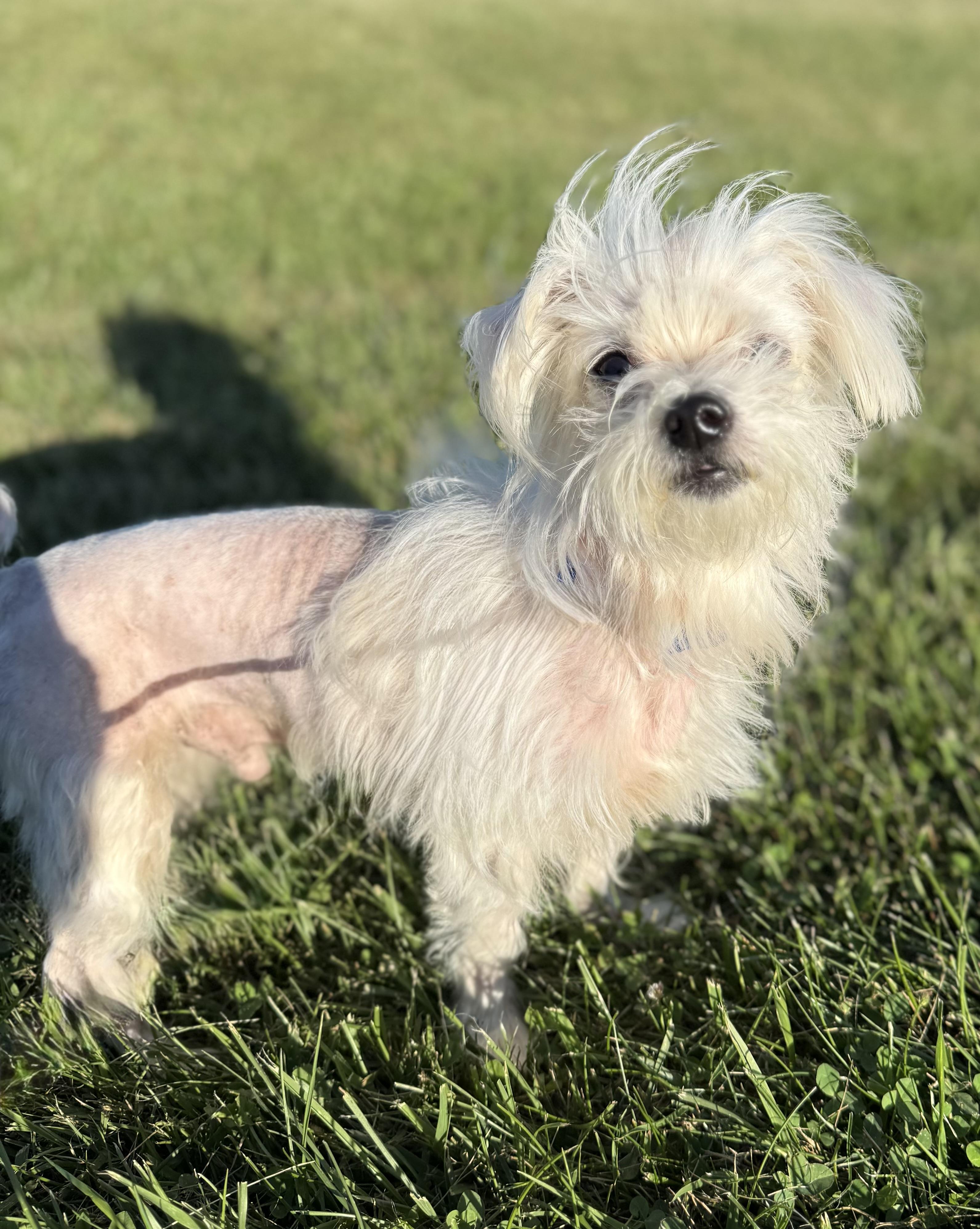 Toby, an adoptable Maltipoo in Brazil, IN, 47834 | Photo Image 1