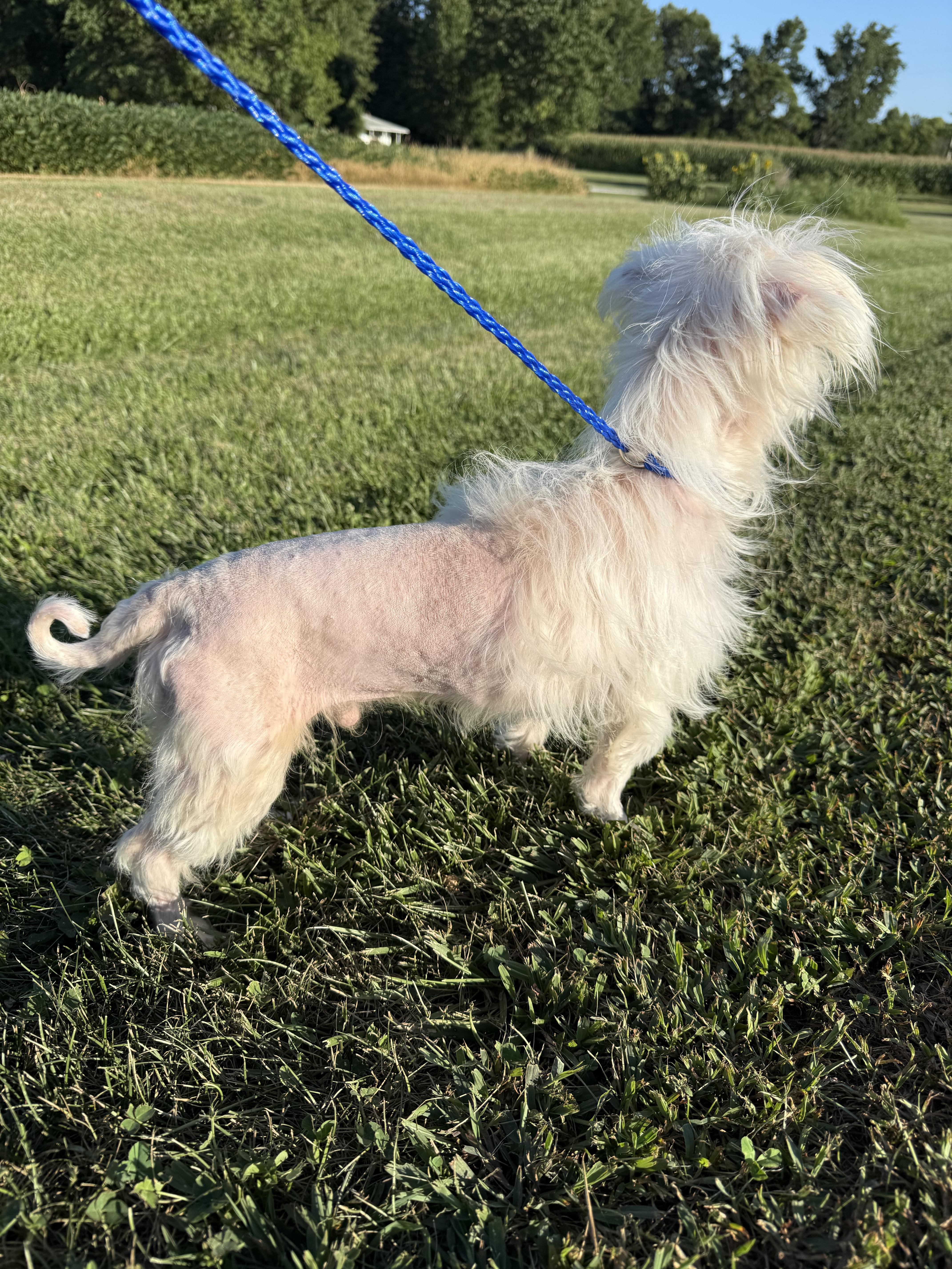 Toby, an adoptable Maltipoo in Brazil, IN, 47834 | Photo Image 3