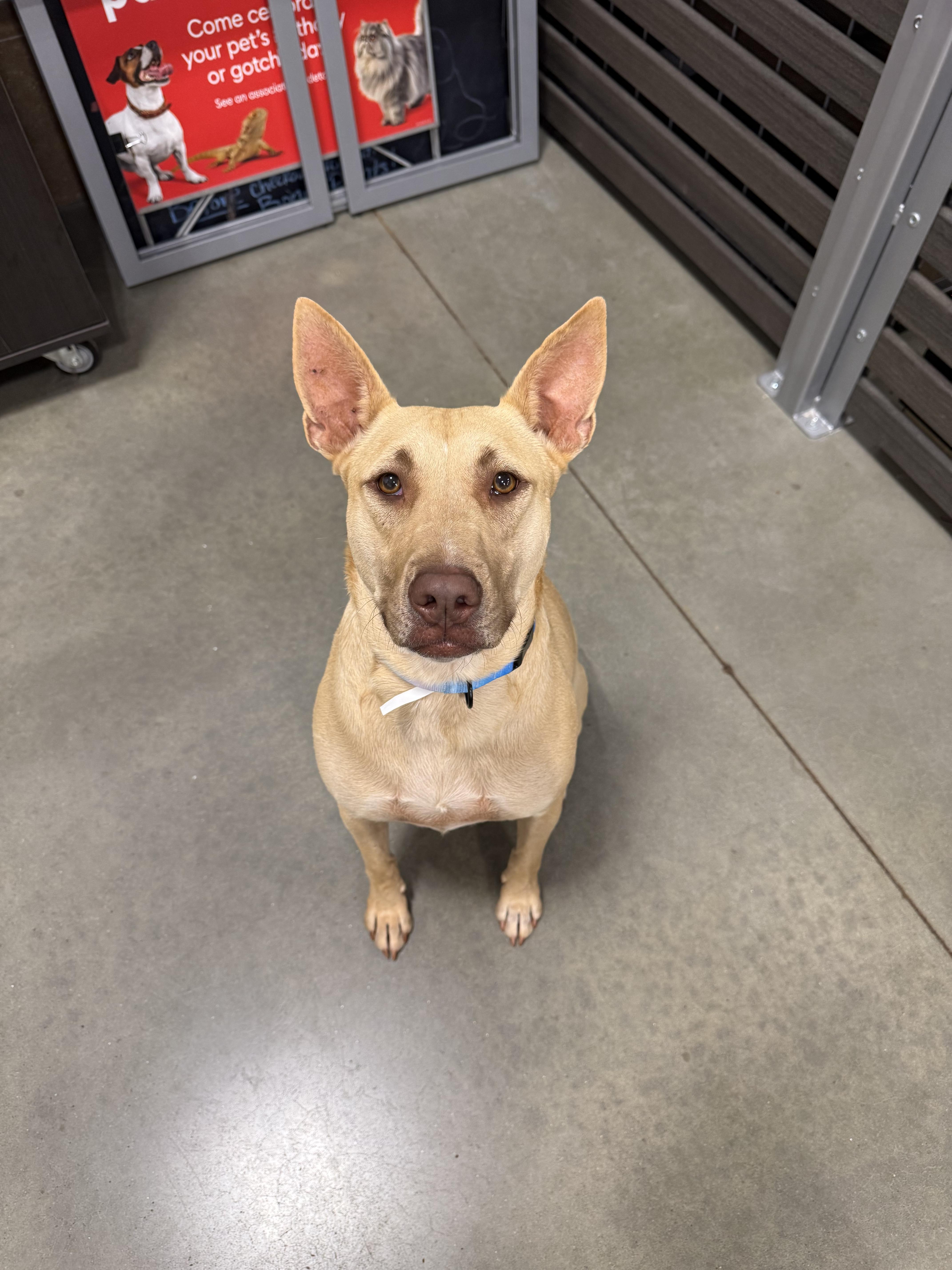 Paris, Adoptable, Adult Female German Shepherd Dog.