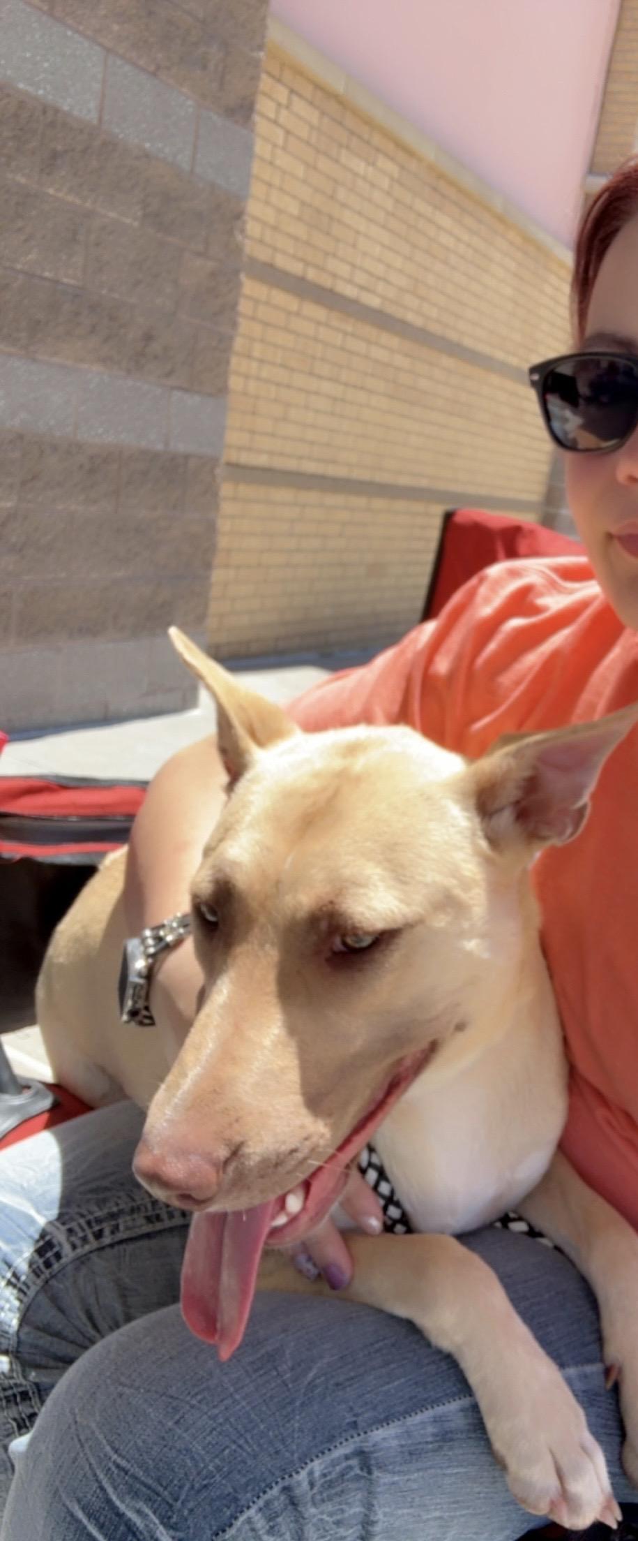 Paris, a Adoptable mixed breed in Asher, OK image 4/6