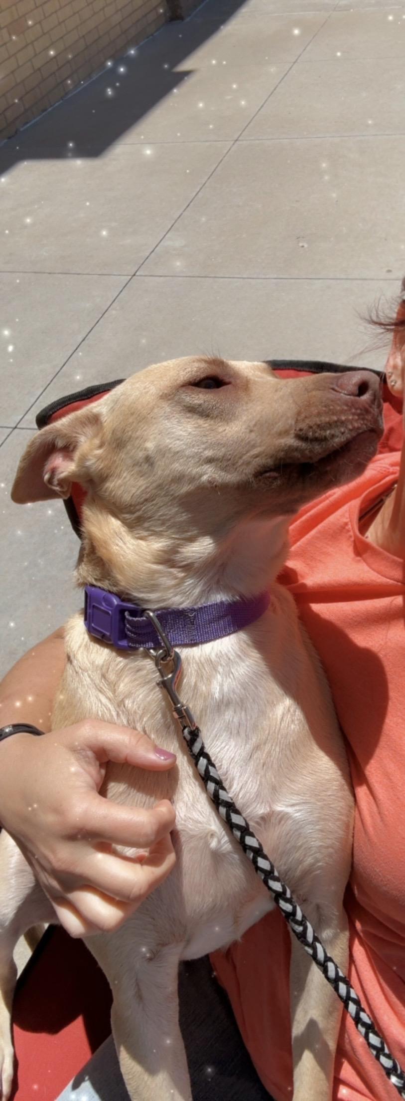 Paris, a Adoptable mixed breed in Asher, OK image 3/6