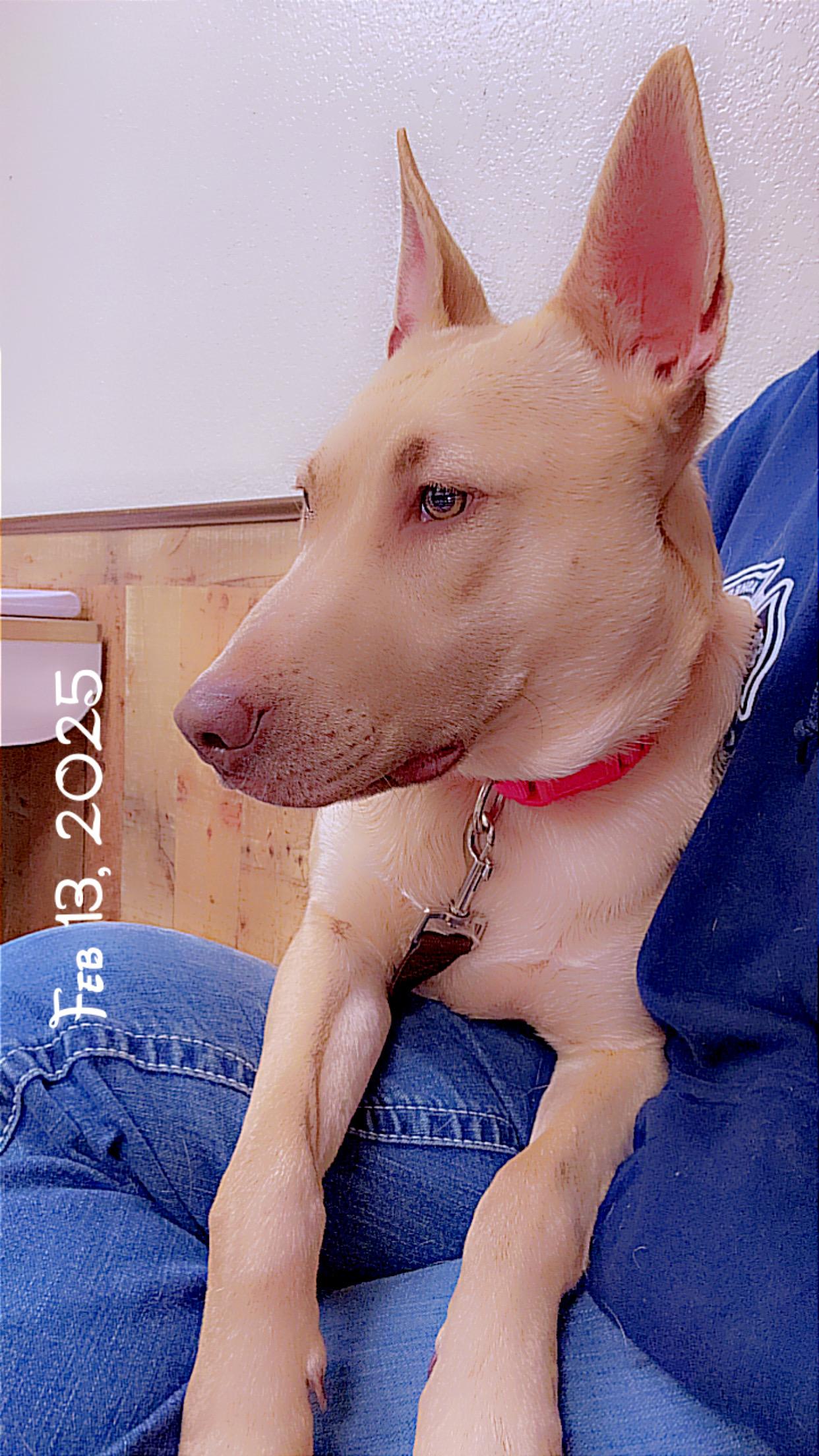 Paris, a Adoptable mixed breed in Asher, OK image 2/6
