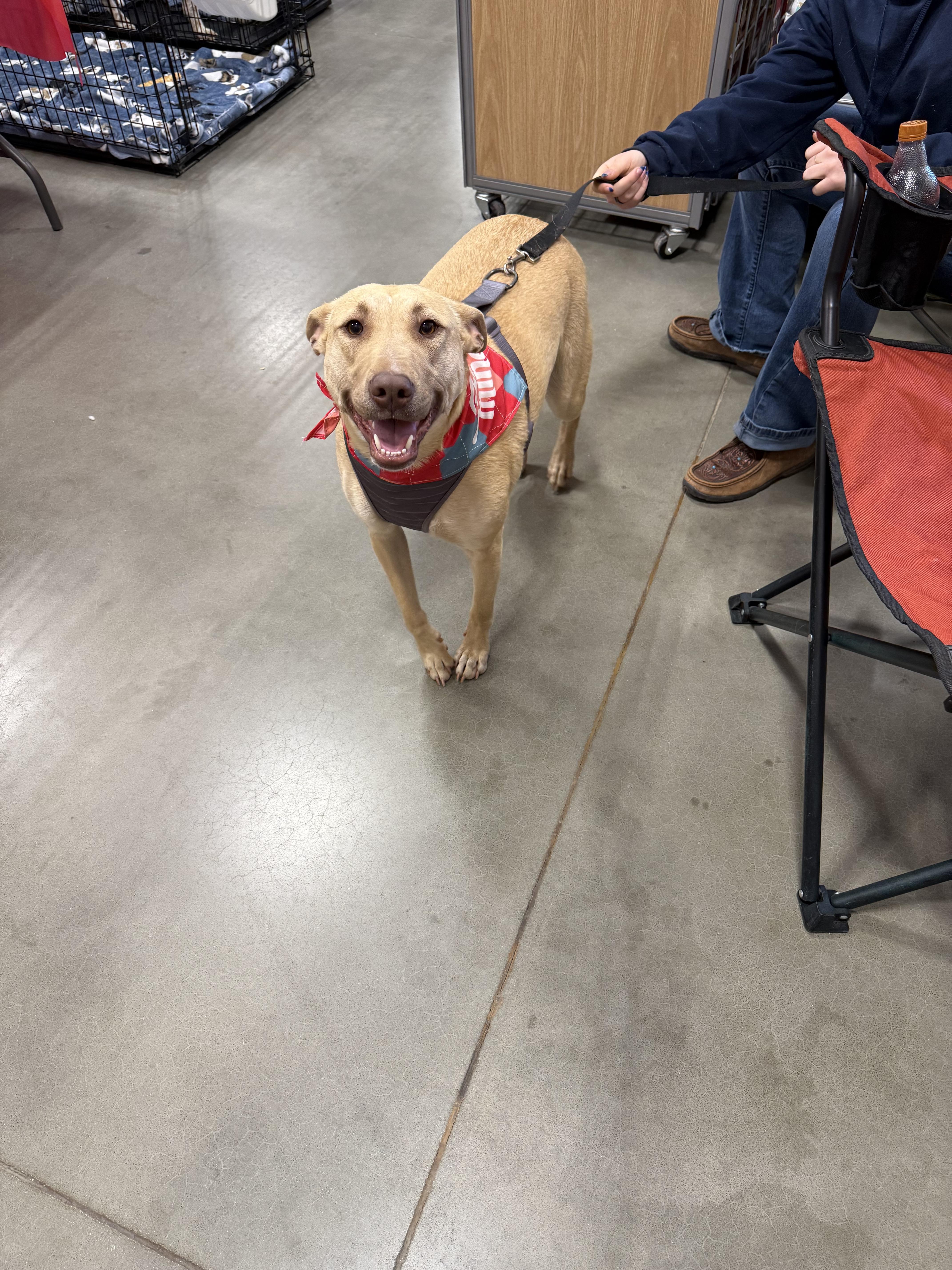 Paris, a Adoptable mixed breed in Asher, OK image 6/6