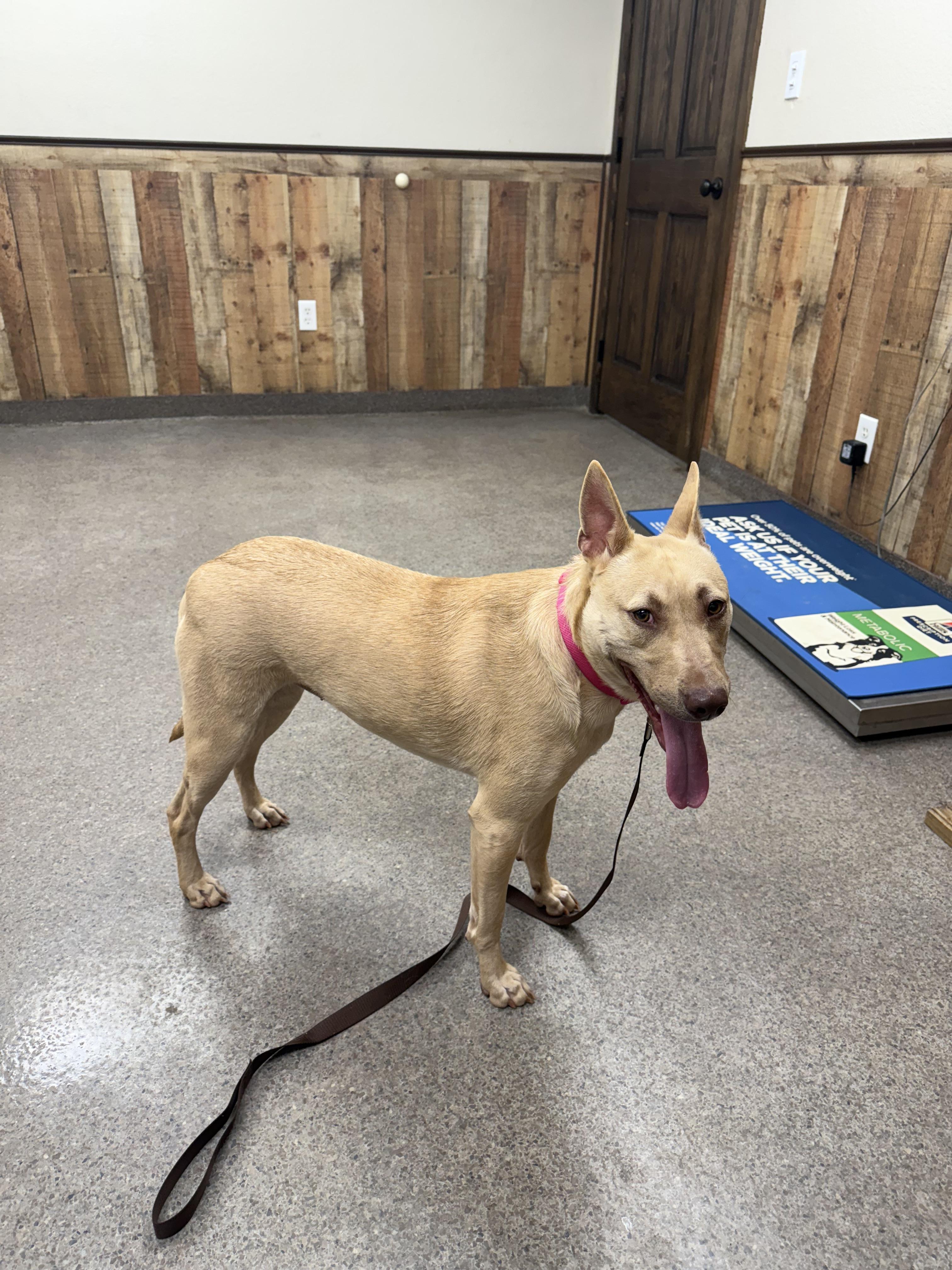 Paris, a Adoptable mixed breed in Asher, OK image 1/6