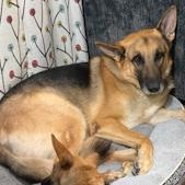 ZZ - Classified Ad - Ollie (Courtesy Listing - Not affiliated with Planned Pethood)