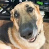 Enlarge ZZ - Classified Ad - Ollie (Courtesy Listing - Not affiliated with Planned Pethood), a Adoptable German Shepherd Dog in Toledo, OH image 3/3