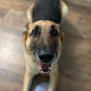 ZZ - Classified Ad - Ollie (Courtesy Listing - Not affiliated with Planned Pethood)