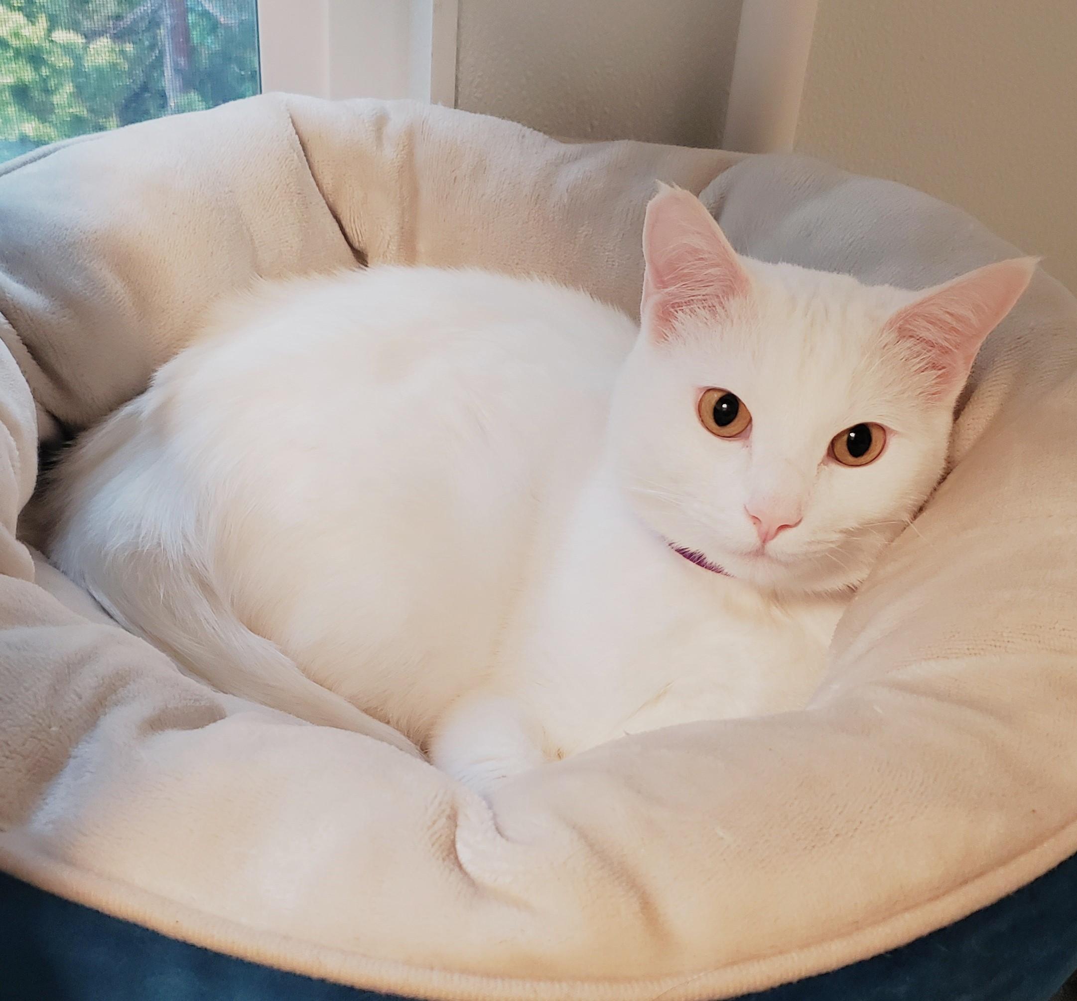 Finn 2