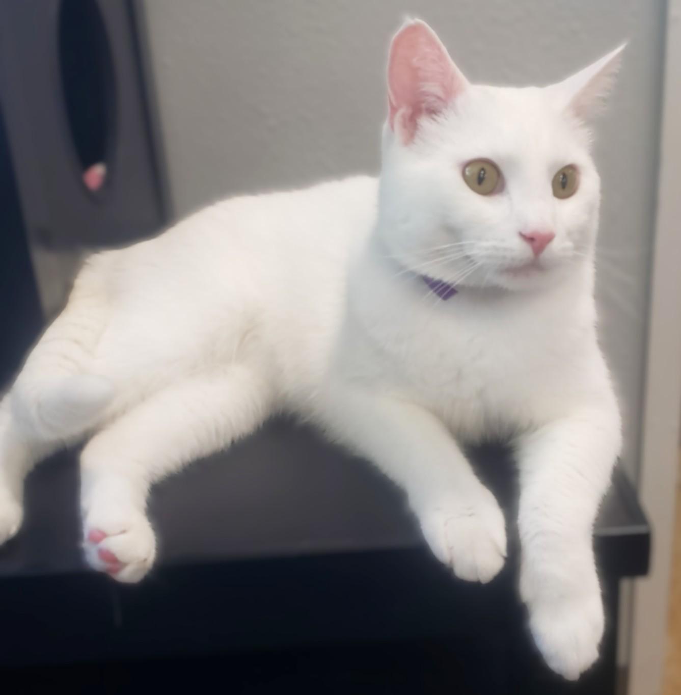Finn