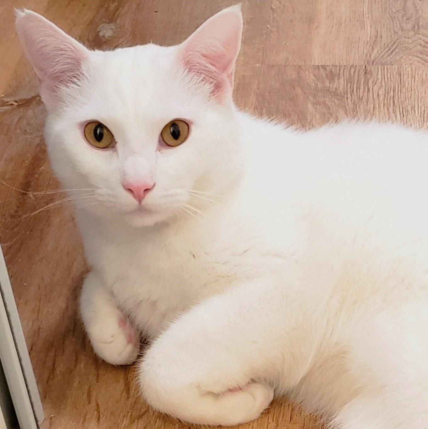 Finn 3