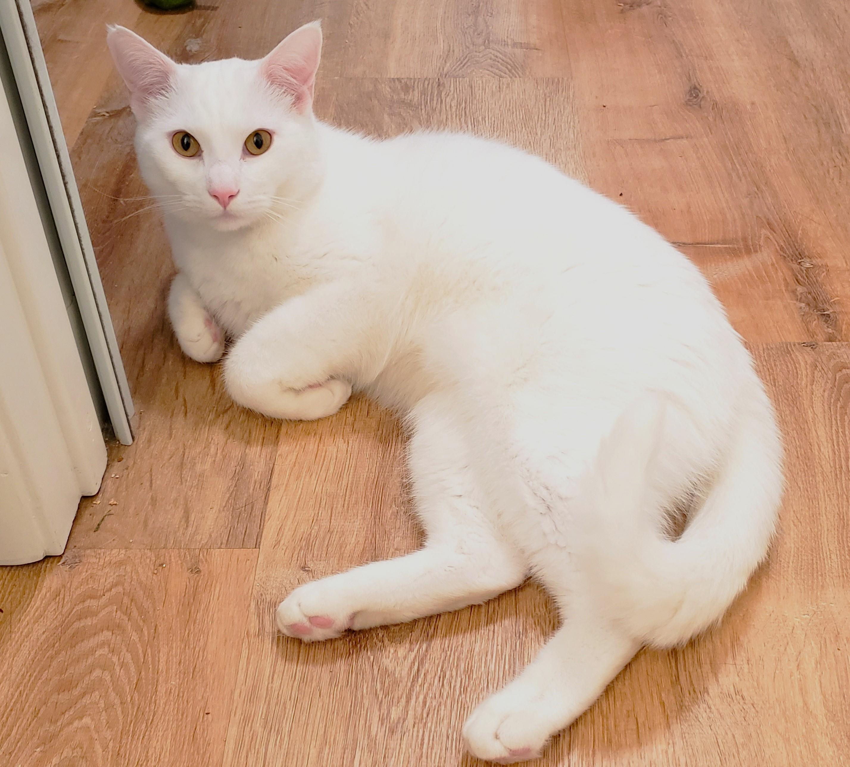 Finn 6