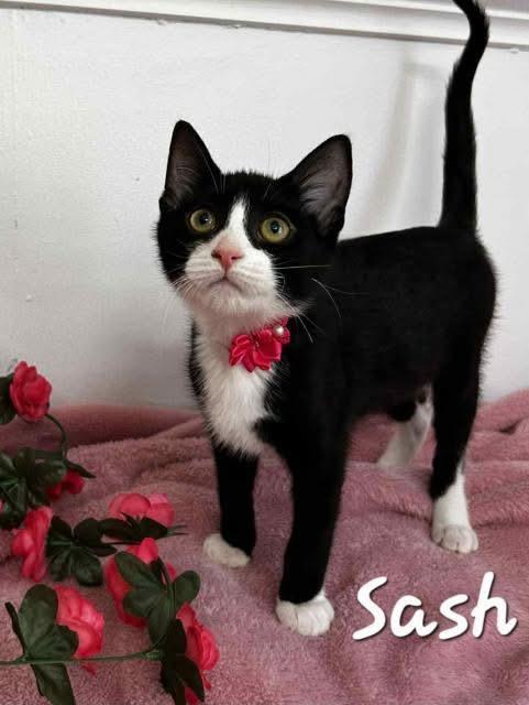 Sash