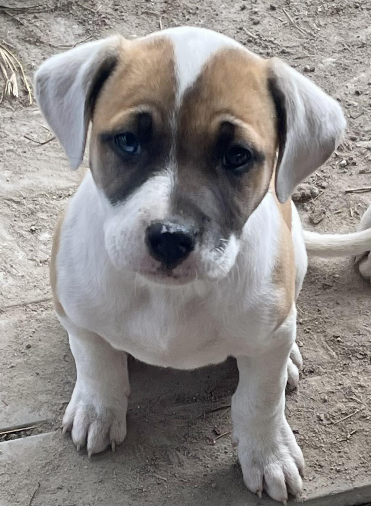 Dipper, Adoptable, Puppy Male American Bulldog.