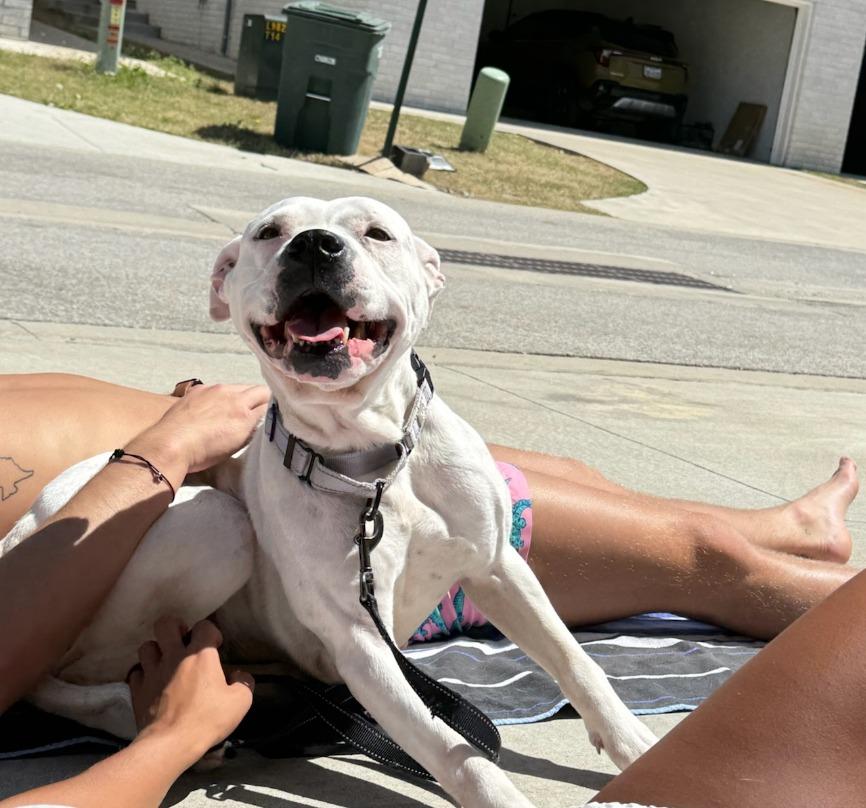 Meeka, Adoptable, Senior Female Pit Bull Terrier & Mixed Breed.