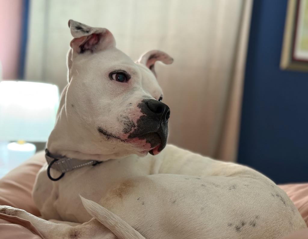 Enlarge Meeka, a Adoptable mixed breed in Fayetteville, AR image 2/6