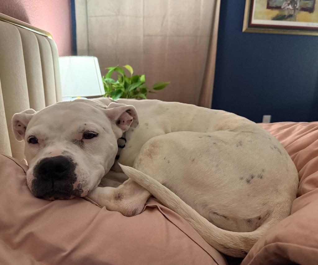 Meeka, Adoptable, Senior Female Pit Bull Terrier & Mixed Breed.