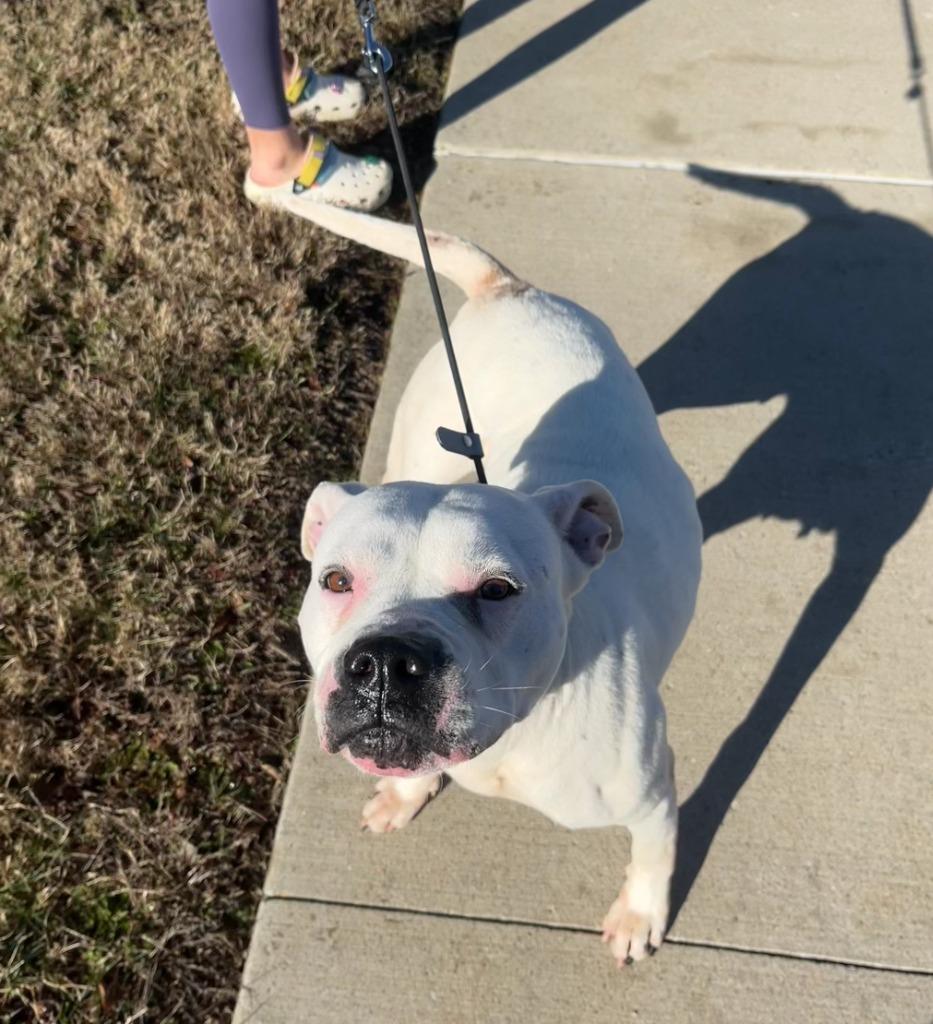 Enlarge Meeka, a Adoptable mixed breed in Fayetteville, AR image 2/6