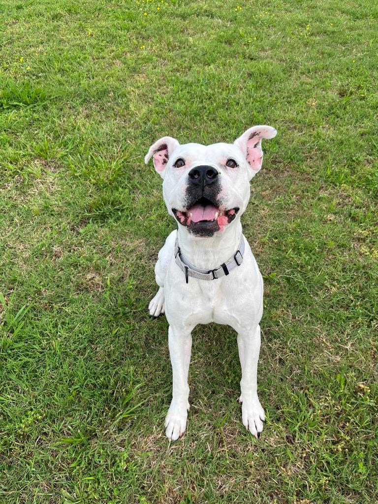 Enlarge Meeka, a Adoptable mixed breed in Fayetteville, AR image 3/6